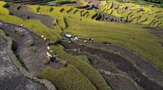 Çin'in teras şeklindeki çeltik tarlalarında hasat zamanı