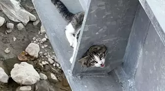 İskilip'te Yaya Köprüsünde Sıkışan Kedi İtfaiye Tarafından Kurtarıldı