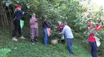 Ordu'da fındık hasadı başladı