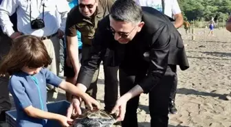 Deniz Kaplumbağalarının Yuva Sayısı Arttı