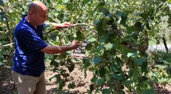 Samsun Salıpazarı'nda Fındık Hasadı Başladı