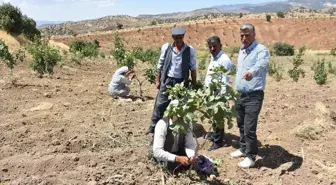 Şırnak'ta Terk Edilen Köylerdeki Araziler Fıstık Bahçelerine Dönüştürülüyor