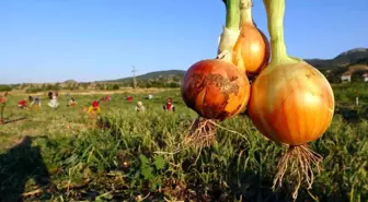 Yozgat'ta Kuru Soğan Fiyatları Tarlada ve Tezgahda Farklılık Gösteriyor