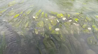 Ardahan'da Kura Nehri'nde su azalması ve oluşan kum adacıkları ve yosunlar