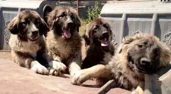 Kars Türk Çoban Köpeği'nin ırkı üniversite tarafından korunuyor