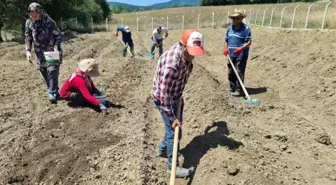 Dünyanın en pahalı baharatı safran toprakla buluştu: Kilosu 250 bin TL