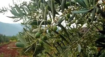 Eskişehir'de Zeytin Hasadı Öncesi Çiftçilerden 5 Ton Rekolte Beklentisi