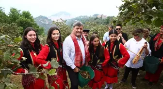 Giresun'da Fındık Hasat Şenliği Düzenlendi