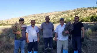 Giresun'da Lavanta Hasadı Başladı