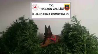 Trabzon'da Kenevir Operasyonu: 2 Kişi Gözaltına Alındı