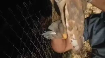 Dikenli Tellere Takılan Baykuş Kurtarıldı