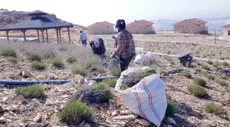 Adıyaman'ın Tut ilçesinde lavanta hasadı yapıldı