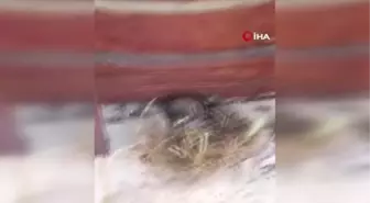 Yuvasından düşen yavru kuş itfaiye ekipleri tarafından kurtarıldı