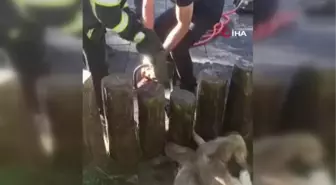 Acı içinde kıvranan iki yavru köpek itfaiye ekipleri tarafından kurtarıldı