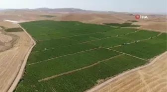 Elazığ domatesi dünya sofralarını renklendiriyor
