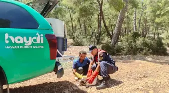 Finike'de yaralı köpek ormanlık alanda bulundu