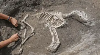 Antropoloji nedir? Antropolojinin alanları ve topluma sağladığı faydalar