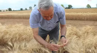 Türkiye'de Ata Tohumu Ahmet Buğdayı İlk Kez Hasat Edildi