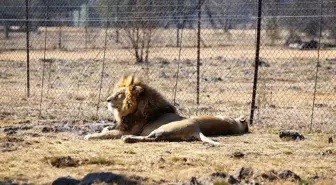 Güney Afrika'da tartışmalı bir turizm sektörü: Tutsak aslan endüstrisi