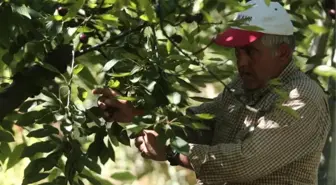 Keles kirazında sezonun son hasadı! Tarlada kilosu 50 liradan satılıyor