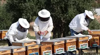 Manisa'da Arıcılık Eğitim ve Ana Arı Üretim Merkezi Açıldı