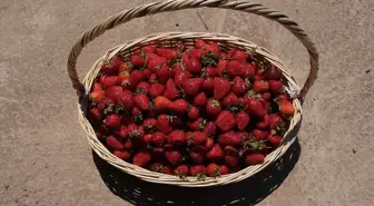 Sakarya'da Çilek Üretim Merkezi Yeni Sezon İçin Yüksek Rekolte Bekleniyor