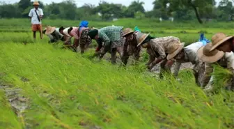 Myanmar'da Çiftçiler Muson Hasadı İçin Hazırlık Yapıyor