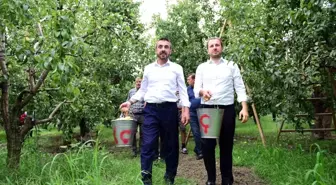 Bursa'da Santa Maria cinsi armut hasadı başladı