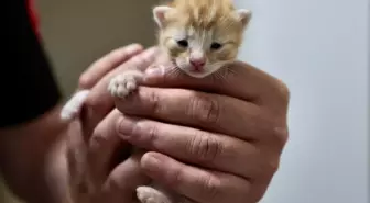 Düzce Belediyesi İtfaiyesi'nin Maskotu Haline Gelen Kedi ve Yavruları