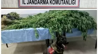 Aydın'da Jandarma Operasyonunda Uyuşturucu Madde Ele Geçirildi