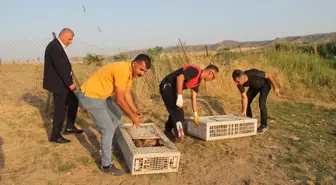 Gercüş ilçesinde doğaya sülünler bırakıldı