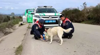 Sinop İl Jandarma Komutanlığı HAYDİ Timi Sokak Hayvanlarını Besledi