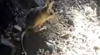 Elazığ'da kırmızı listede yer alan Arap tavşanı görüntülendi