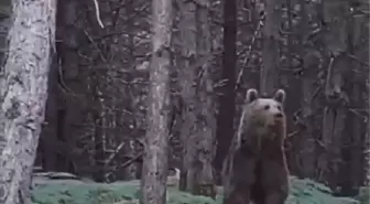 Yalova'da ormandan inen ayı ve yavrusu görüntülendi