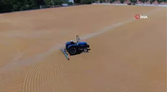 Bulgurun Tarladan Sofraya Uzanan Yolculuğu