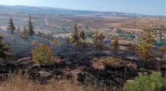 Sungurlu'da çıkan yangında 6 dönüm ağaçlık alan zarar gördü