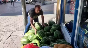 Tunceli'de Organik Karpuz Hasadı Başladı