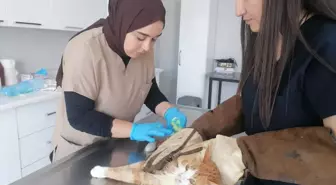 Kars'ta yaralı kedi tedavi altına alındı