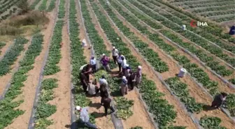 Kornişon salatası binlerce aileye ekmek kapısı oldu