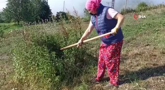Ordu'da Kuzenlerden Tıbbi Nane Yağı Üretimi