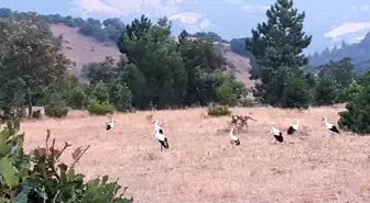 Leylekler Sındırgı'da Elektrik Kesintisine Neden Oldu