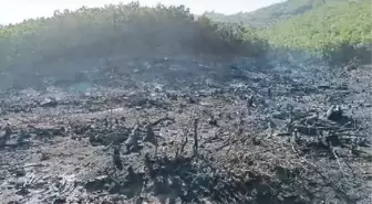 Siirt'te çıkan orman yangını kontrol altına alındı