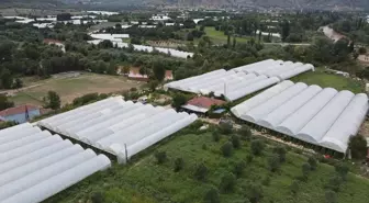 Bilecik'teki Tarım İşçileri Sıcakla Mücadele Ediyor