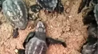 Aydın'da 110 caretta caretta yavrusu denizle buluştu