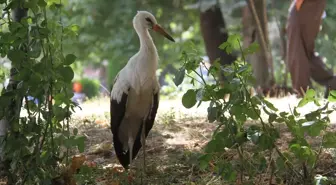 Beyşehir Gölü Kenarındaki Parkta Gezen Yavru Leylek İlgi Görüyor