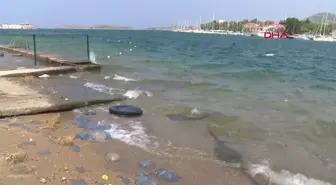 Foça Sahillerinde Denizanası Yoğunluğu