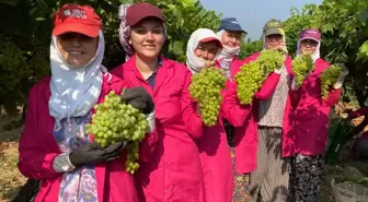 Sultani cinsi sofralık üzüm ihracat yolculuğuna çıktı