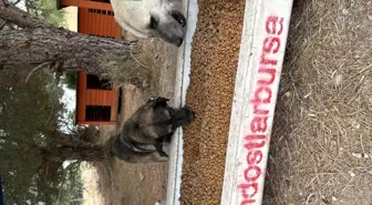 Uludağ'da düzenlenen Perseid Meteor Yağmuru etkinliği sokak hayvanları için mama topladı