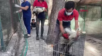 Kumluca'da Plastik Atıkla Beslenen Leylekler Doğal Yaşam Alanına Bırakıldı