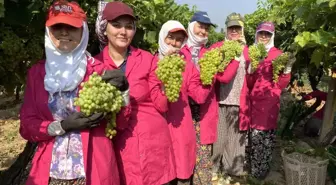 Manisa'da Çekirdeksiz Üzüm Hasat ve İhracat Töreni Düzenlendi